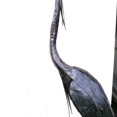 Heron Plume 180cm