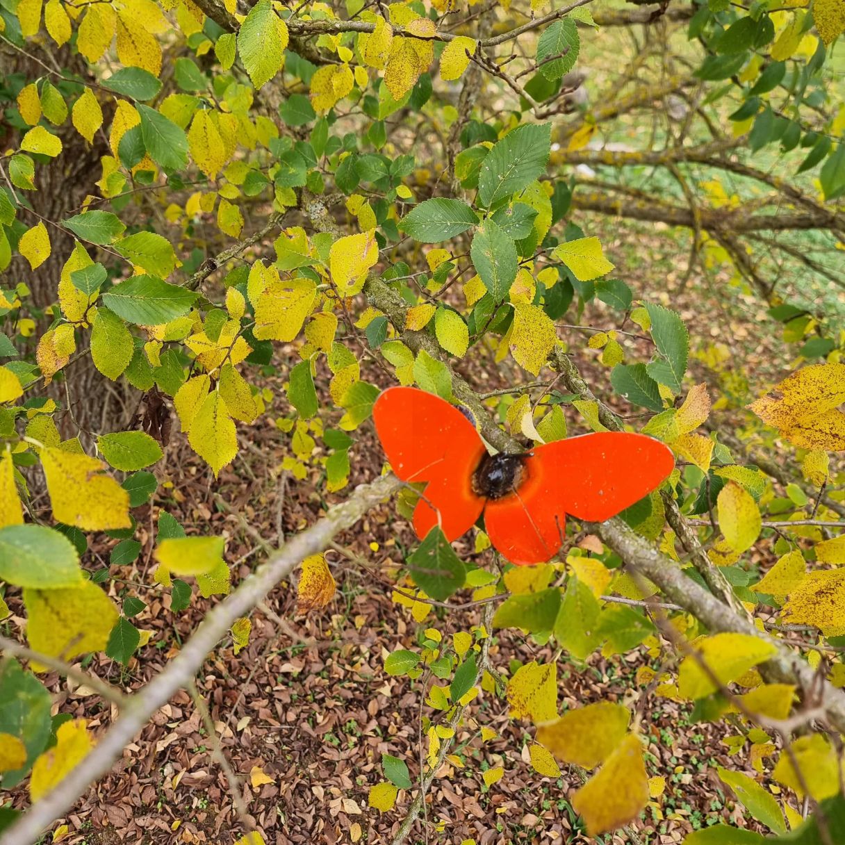 Click thumbnail to enlarge and hover over the picture to zoom Tres Small Orange Butterfly for wall 3