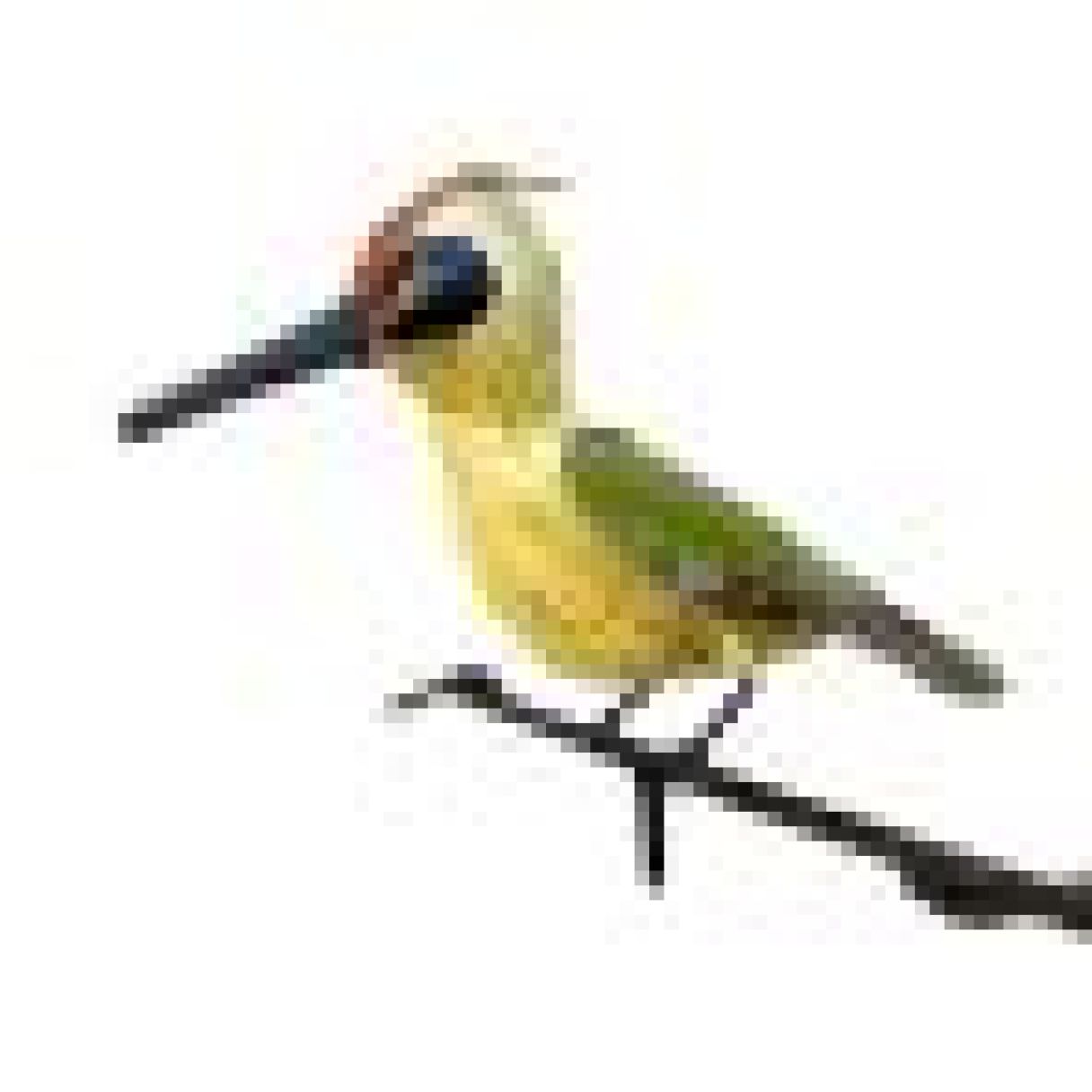 Click thumbnail to enlarge and hover over the picture to zoom Green woodpecker spike 3
