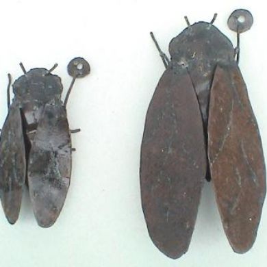 Medium Cicada for wall