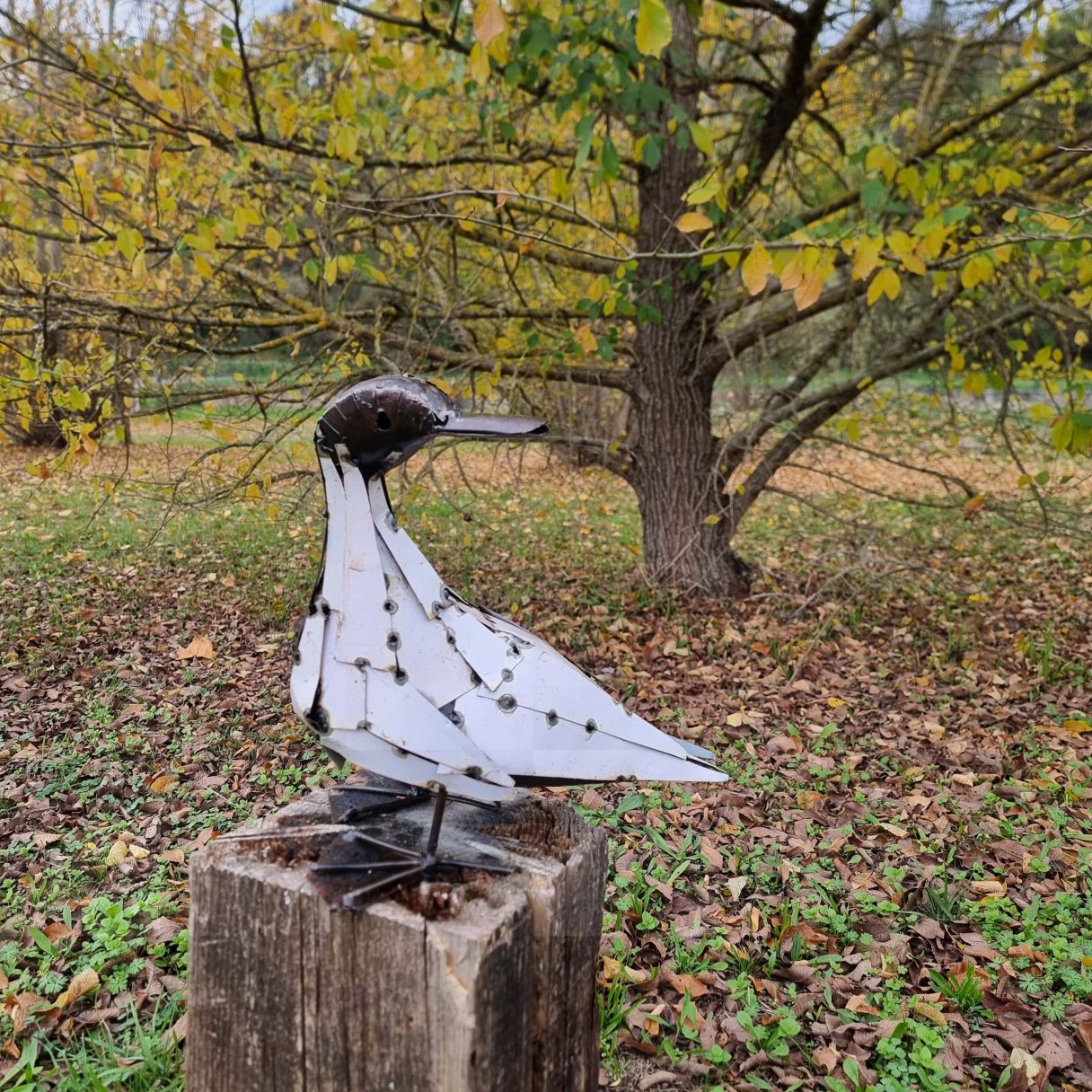 Click thumbnail to enlarge and hover over the picture to zoom Large White Plumage Duck 3