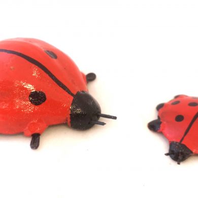 Famille Baobab Coccinelles