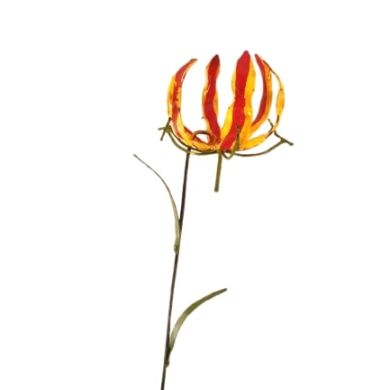 Flame Lily Garden Spike