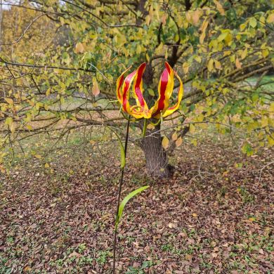 Flame Lily Garden Spike