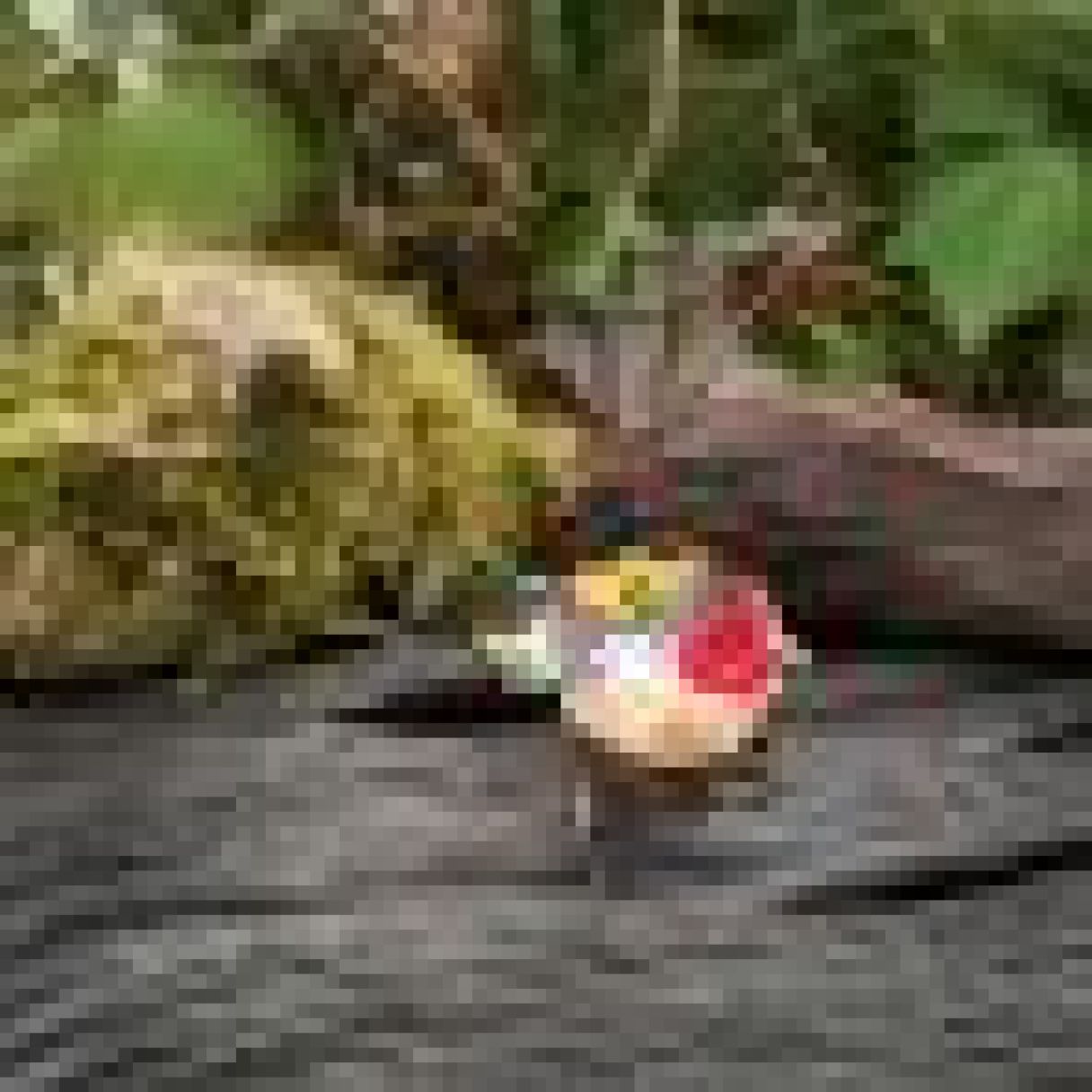 Click thumbnail to enlarge and hover over the picture to zoom Painted Goldfinch 3