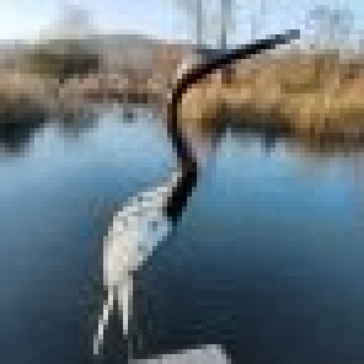 Click thumbnail to enlarge and hover over the picture to zoom Guinea Fowl Small Wire 3