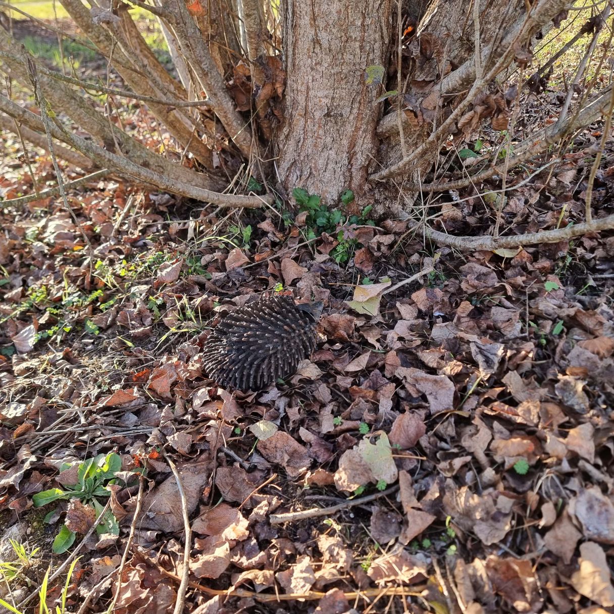 Cliquez sur la vignette pour agrandir et survolez la photo pour zoomer Herisson Grand Rond Kay 2