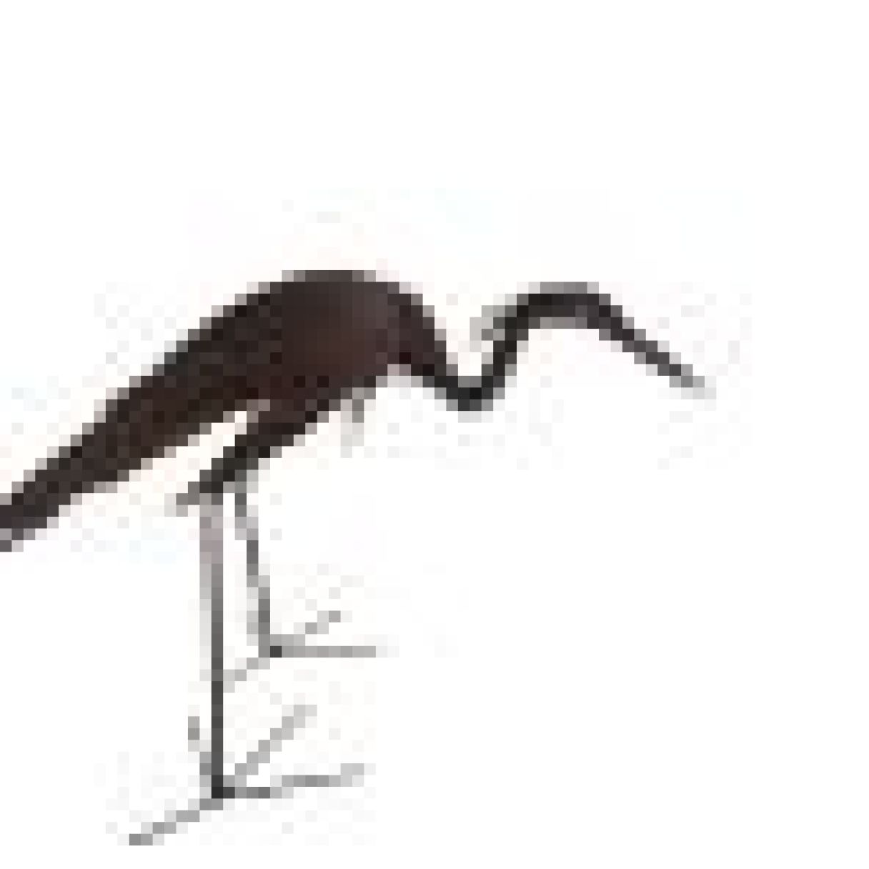 Cliquez sur la vignette pour agrandir et survolez la photo pour zoomer HERON MARCHAND 1