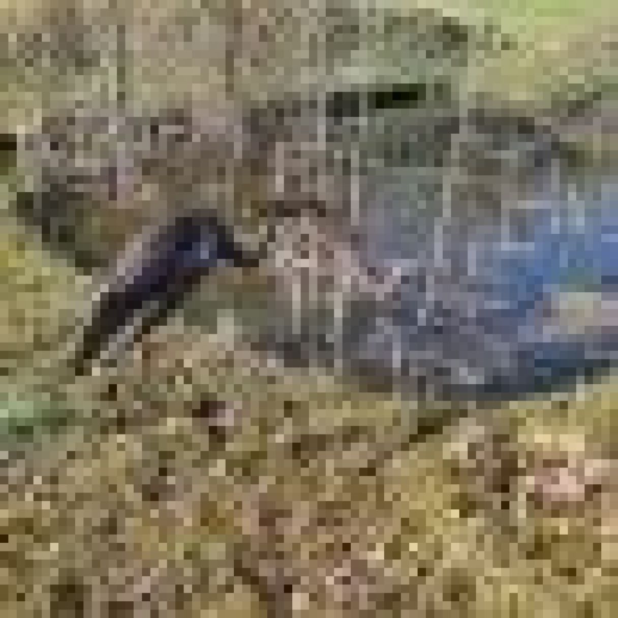 Cliquez sur la vignette pour agrandir et survolez la photo pour zoomer HERON MARCHAND 2