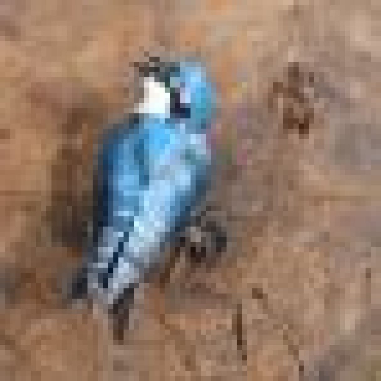 Cliquez sur la vignette pour agrandir et survolez la photo pour zoomer Hirondeau Bleu 3