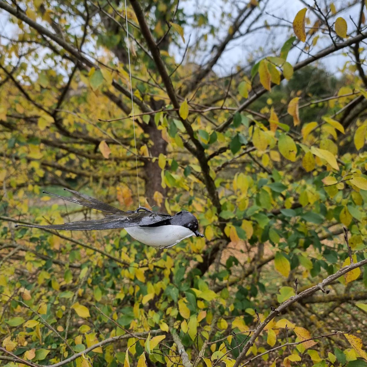 Cliquez sur la vignette pour agrandir et survolez la photo pour zoomer Hirondelle Blanche en vol à suspendre 2