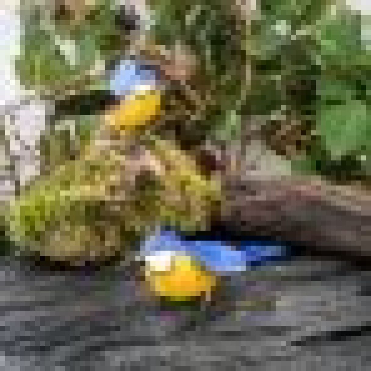 Click thumbnail to enlarge and hover over the picture to zoom Painted Mesange 4