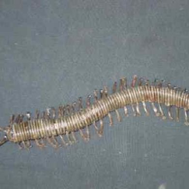 Millipede