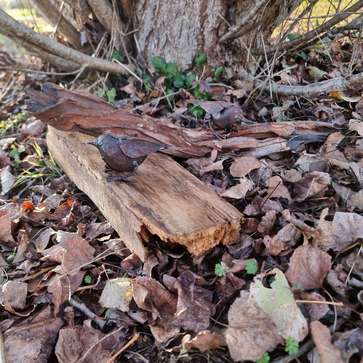 Cliquez sur la vignette pour agrandir et survolez la photo pour zoomer Moineau Oisillon 3