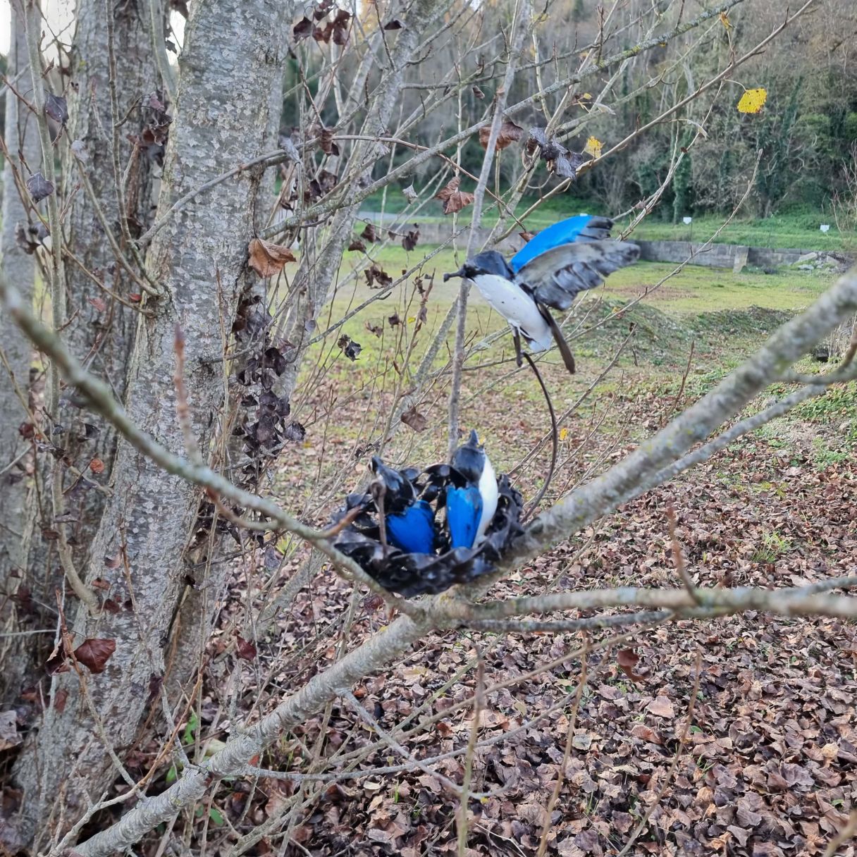 Click thumbnail to enlarge and hover over the picture to zoom Blue Swallows Nest 2