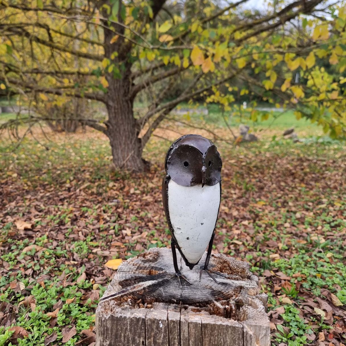 Click thumbnail to enlarge and hover over the picture to zoom Medium Owl Ray 2