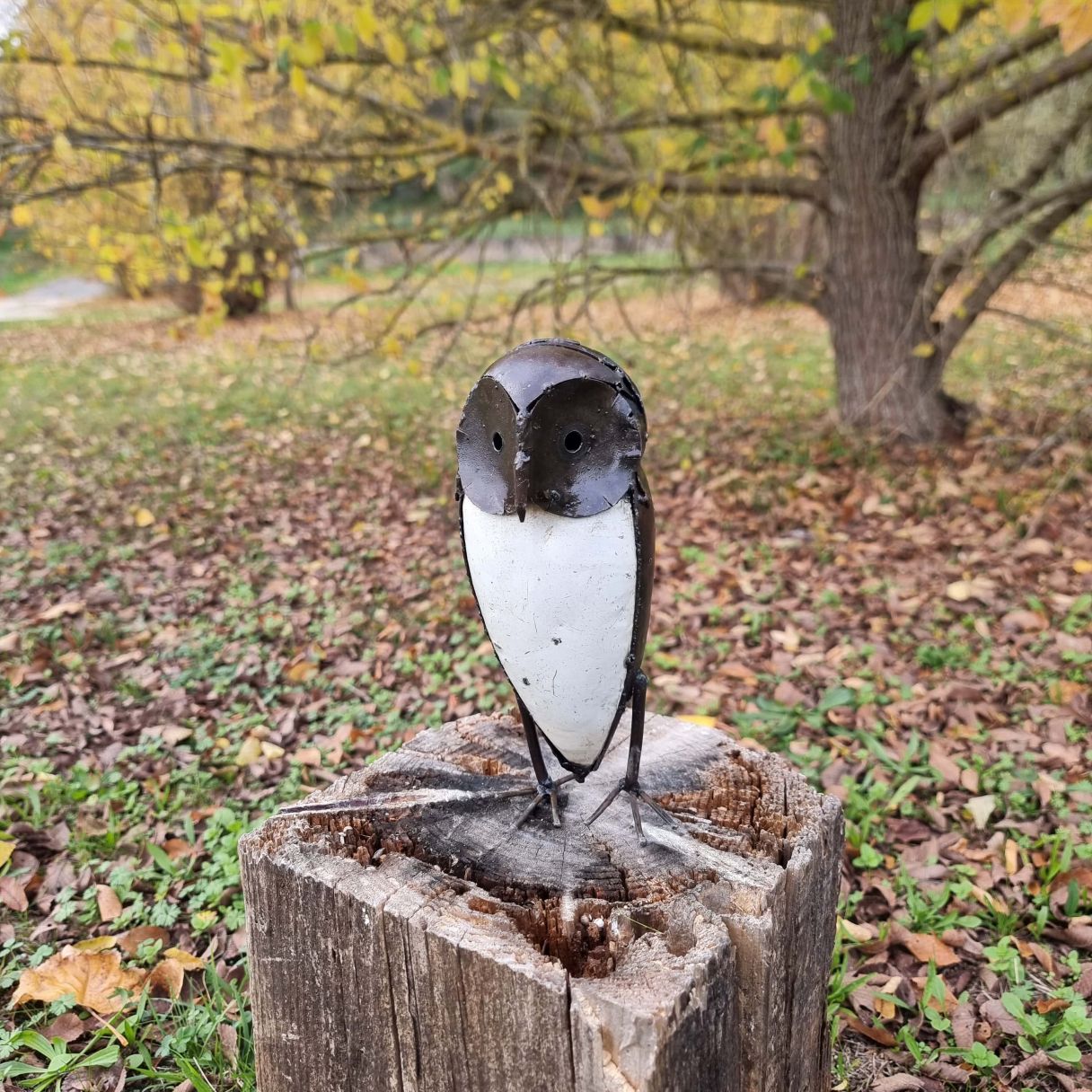 Click thumbnail to enlarge and hover over the picture to zoom Medium Owl Ray 3