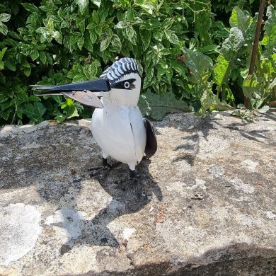Painted Pied Kingfisher