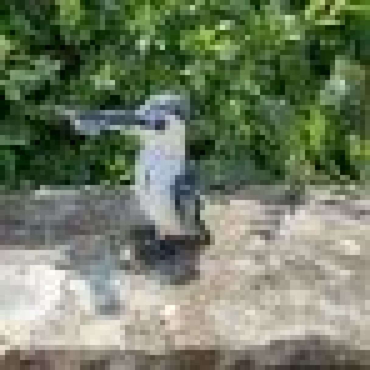 Click thumbnail to enlarge and hover over the picture to zoom Painted Pied Kingfisher 4