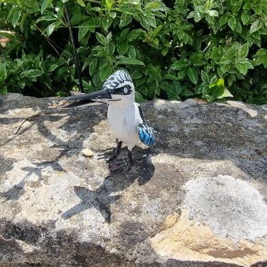 Painted Pygmy Pied Kingfisher