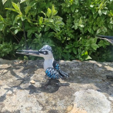 Painted Pygmy Pied Kingfisher