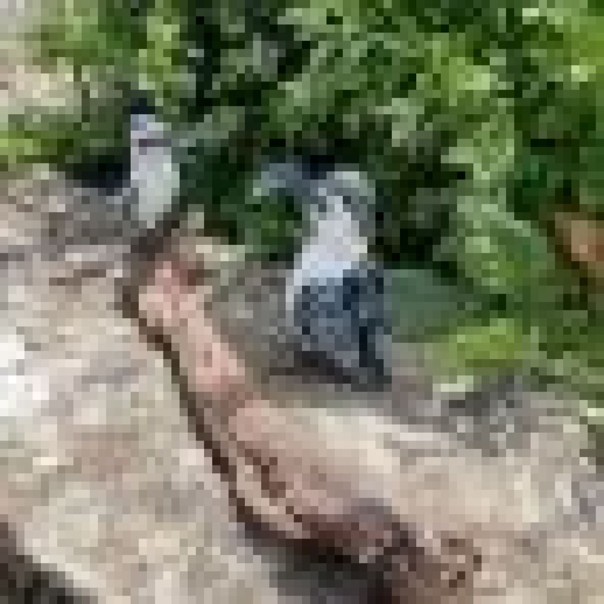 Click thumbnail to enlarge and hover over the picture to zoom Painted Pygmy Pied Kingfisher 5