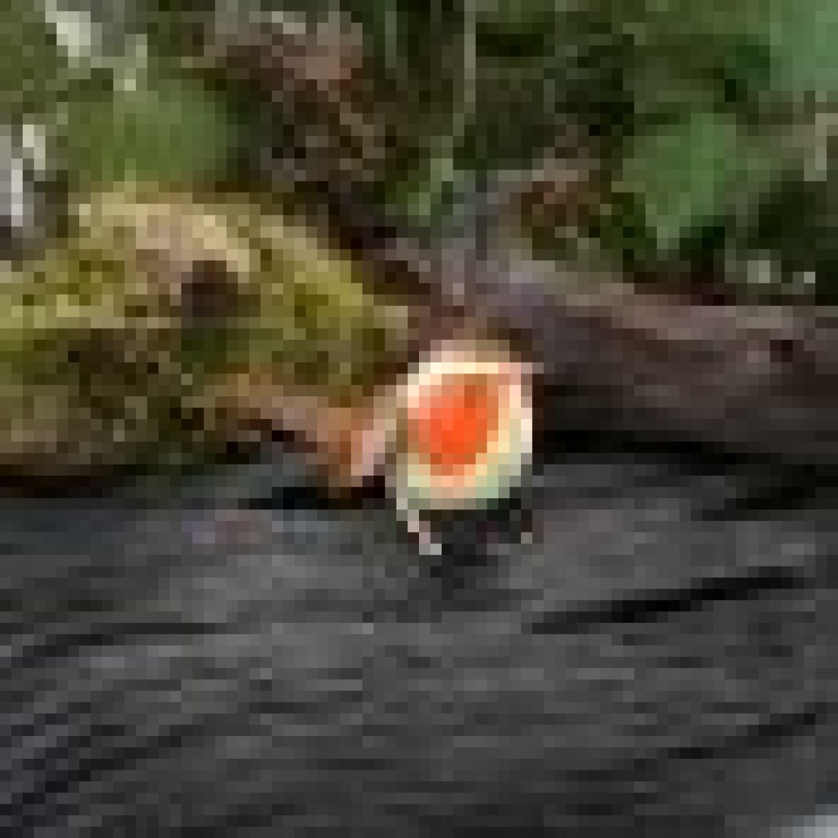 Click thumbnail to enlarge and hover over the picture to zoom Painted Wren 3