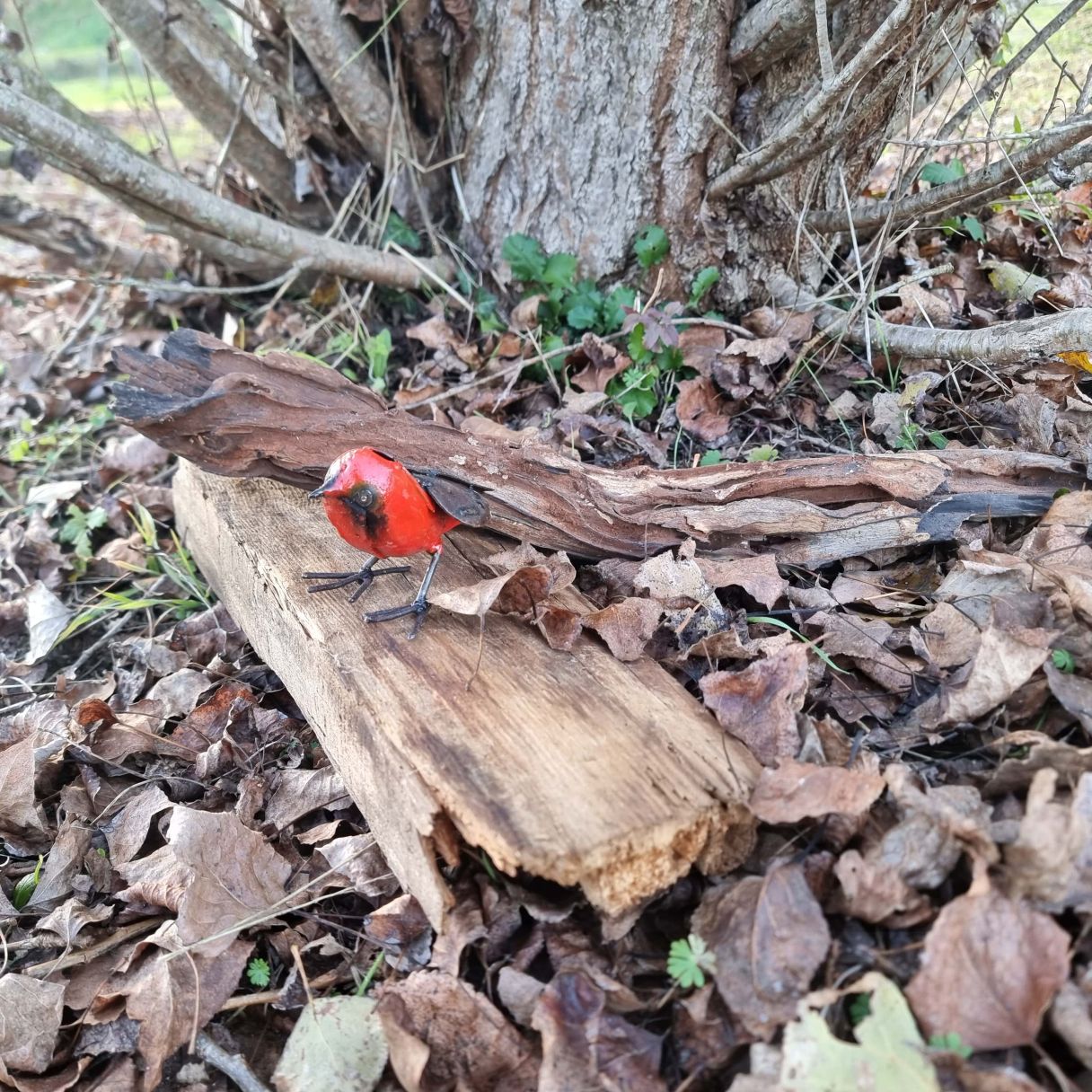 Cliquez sur la vignette pour agrandir et survolez la photo pour zoomer Petit Rouge Gorge Fut 2