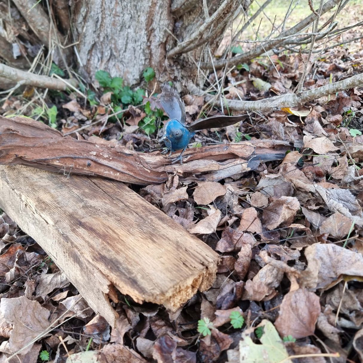 Cliquez sur la vignette pour agrandir et survolez la photo pour zoomer Petite Mésange Fut en Vol 2