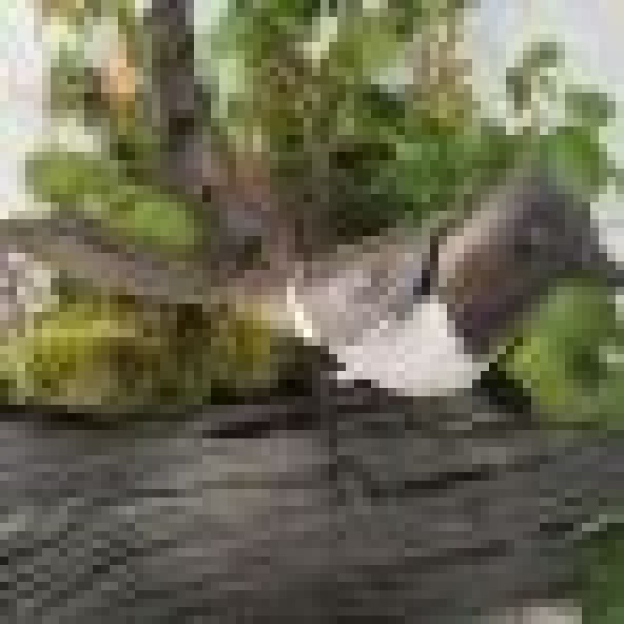 Cliquez sur la vignette pour agrandir et survolez la photo pour zoomer Pie 4