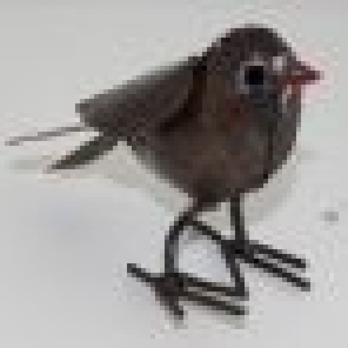 Cliquez sur la vignette pour agrandir et survolez la photo pour zoomer Queue Rouge Oisillon 3