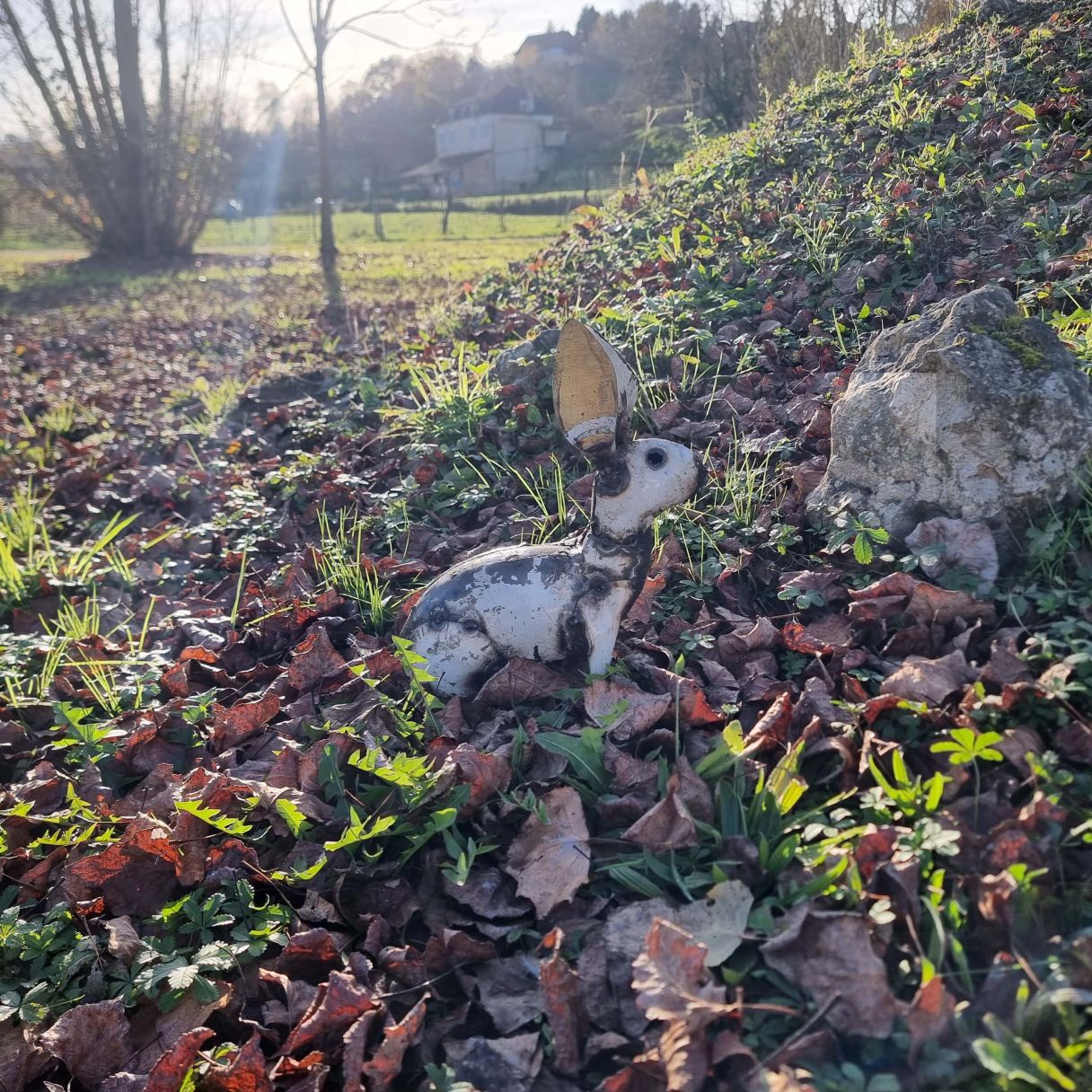 Click thumbnail to enlarge and hover over the picture to zoom Large white rabbit 2