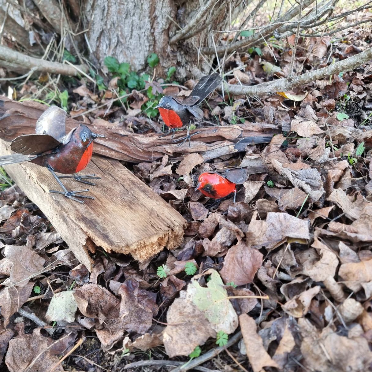 Click thumbnail to enlarge and hover over the picture to zoom Rouge Gorge in Flight 5