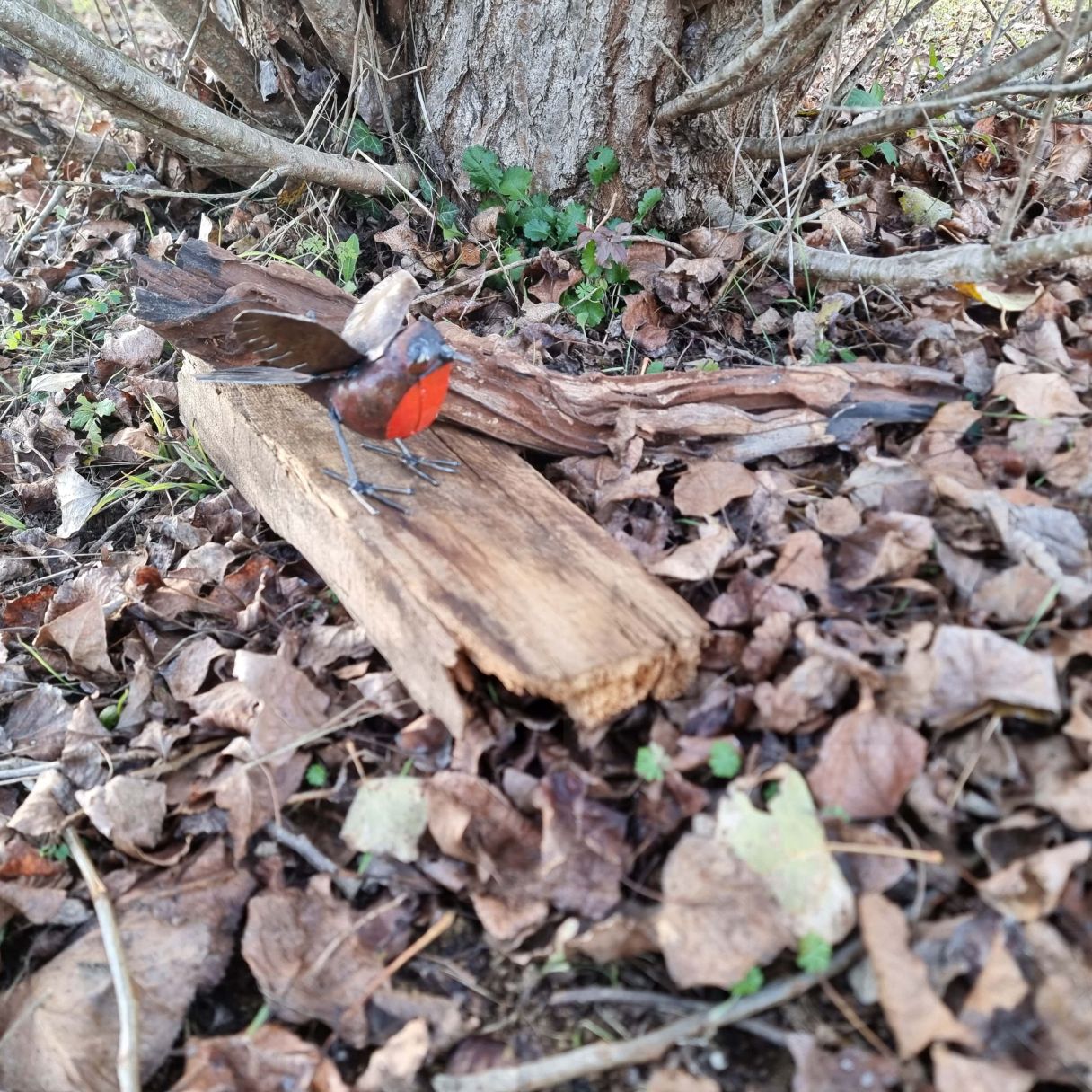 Cliquez sur la vignette pour agrandir et survolez la photo pour zoomer Rouge Gorge en Vol 4