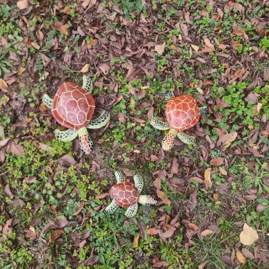 sea turtle series of 3