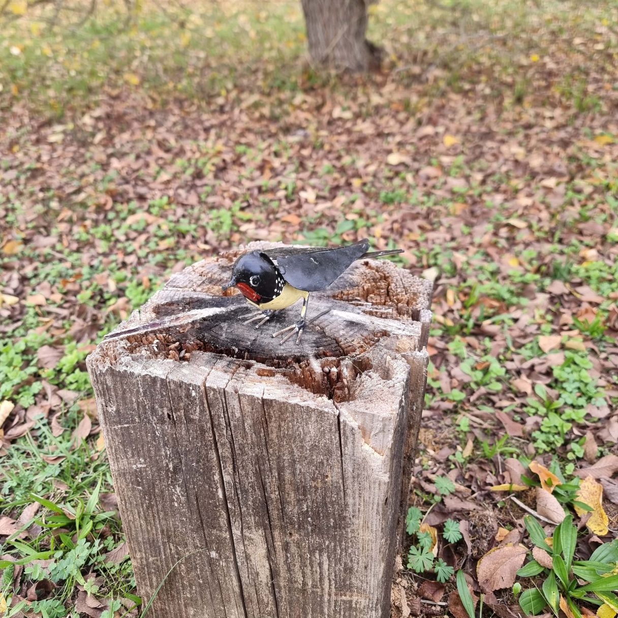 Click thumbnail to enlarge and hover over the picture to zoom Brown Swallow Closed Wings 3