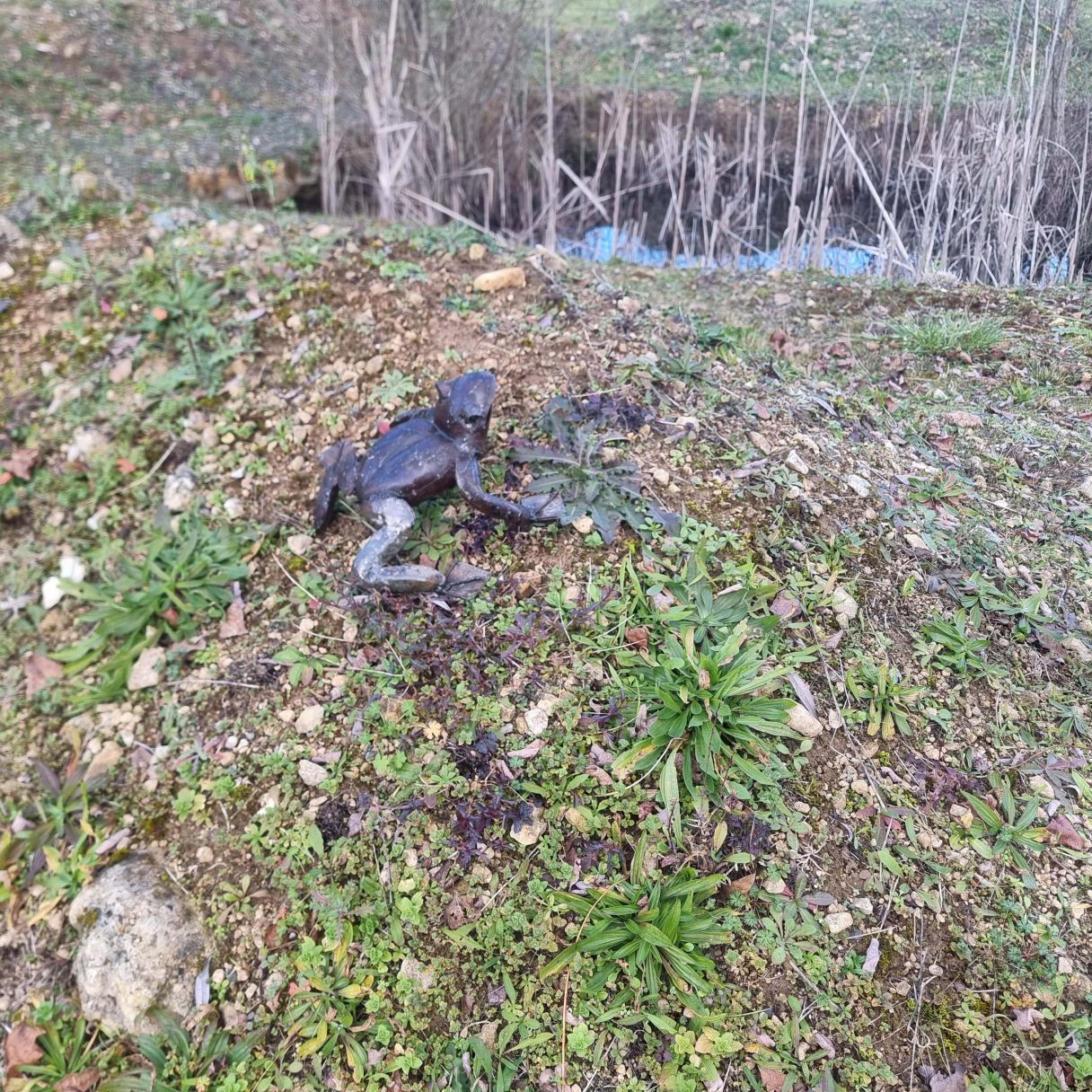 Click thumbnail to enlarge and hover over the picture to zoom Toad metal 3