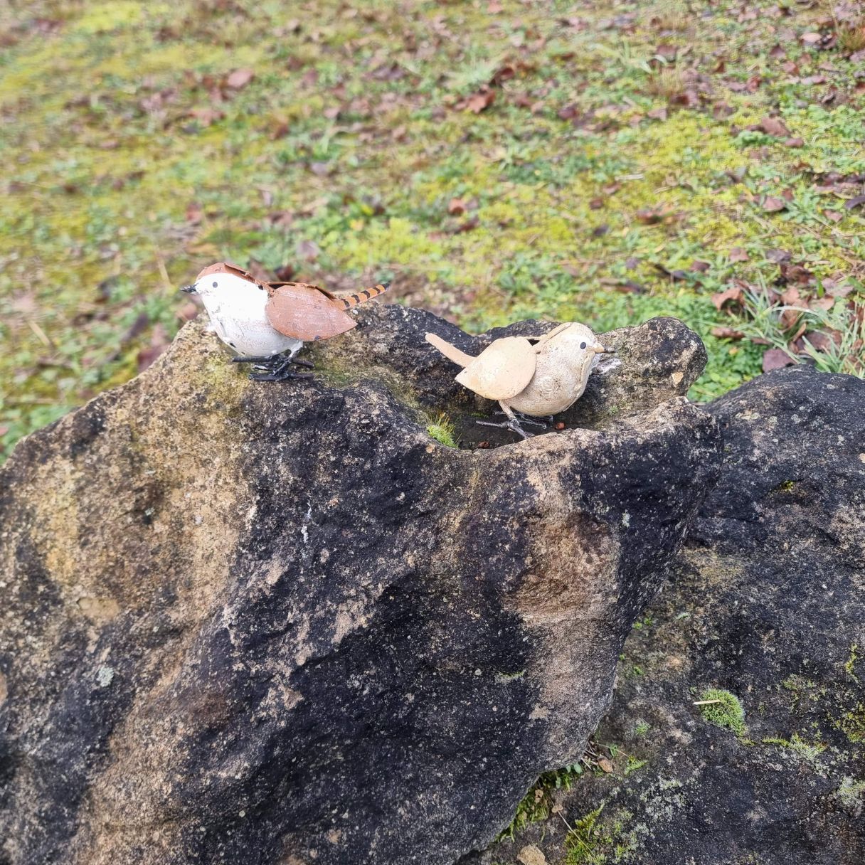 Cliquez sur la vignette pour agrandir et survolez la photo pour zoomer Troglodyte mignon gris 3