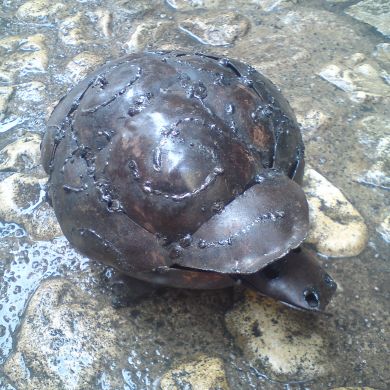 Small Turtle