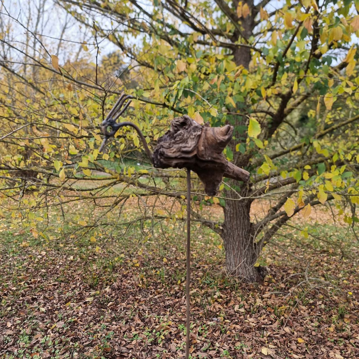 Click thumbnail to enlarge and hover over the picture to zoom OSTRICH TUTOR FLEET WOOD SMALL 2