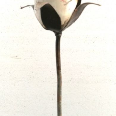 White Rose Tutor