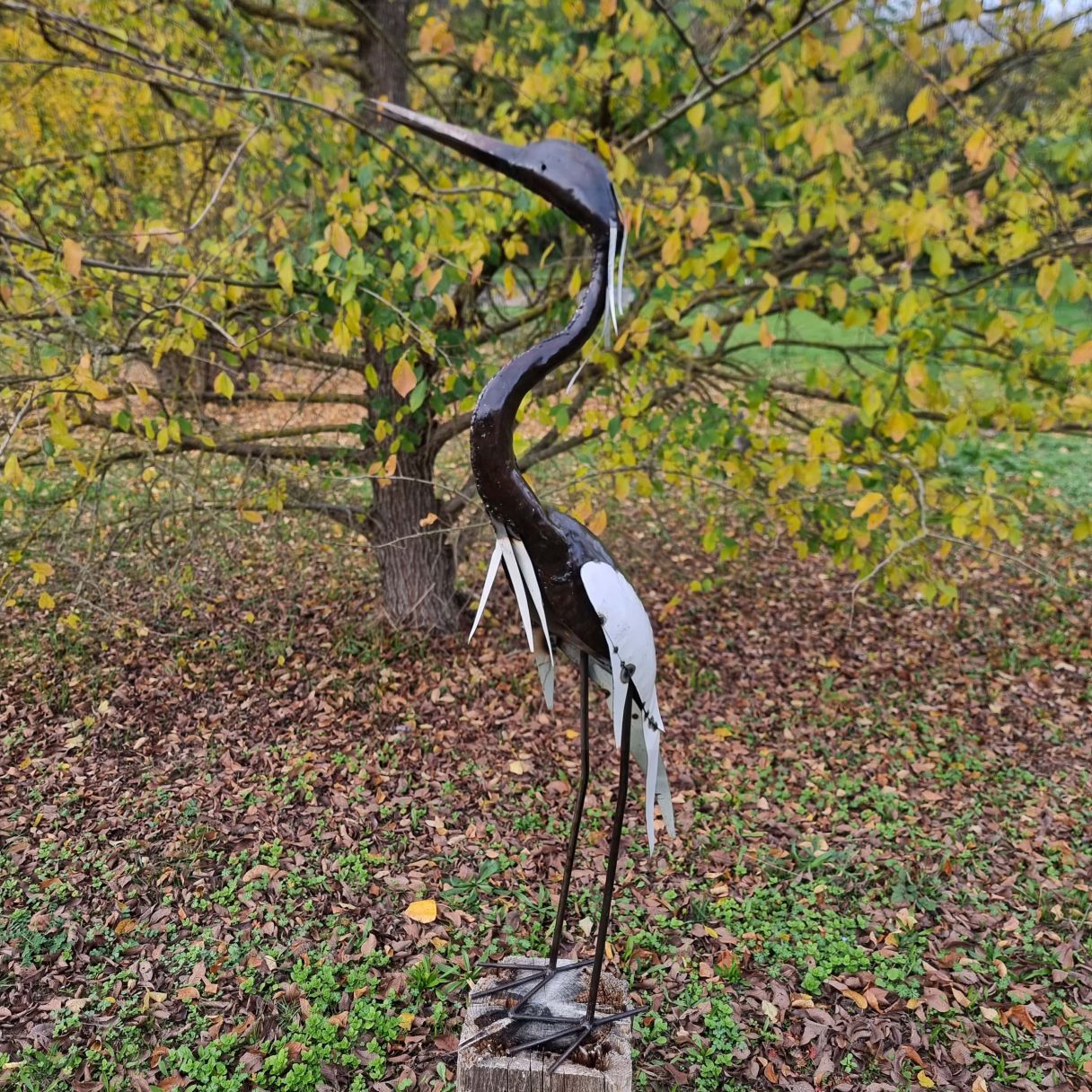 Click thumbnail to enlarge and hover over the picture to zoom White Heron S Neck 2