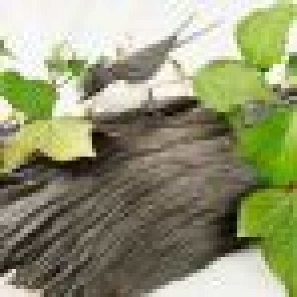 Click thumbnail to enlarge and hover over the picture to zoom White Swallow Closed Wings 3