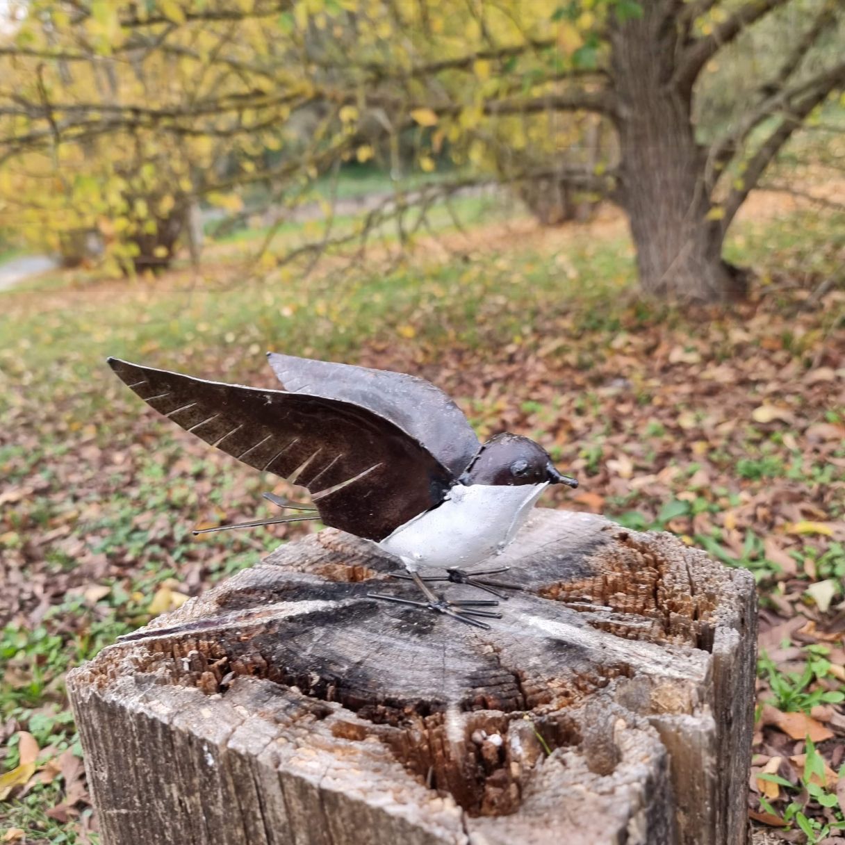 Click thumbnail to enlarge and hover over the picture to zoom White Swallow Open Wings 3
