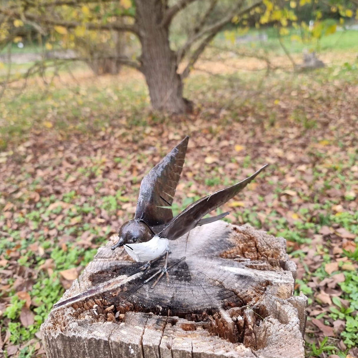 Click thumbnail to enlarge and hover over the picture to zoom White Swallow Open Wings 4